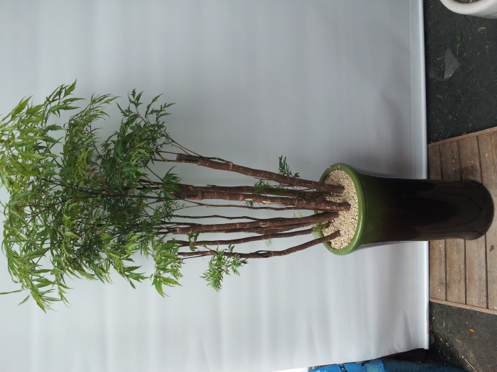 ����ȣ��