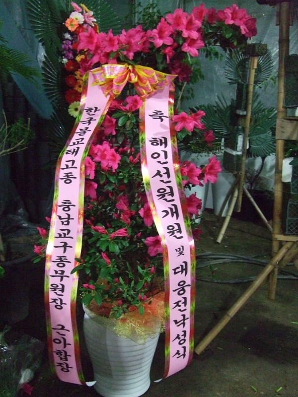 �泲�������������