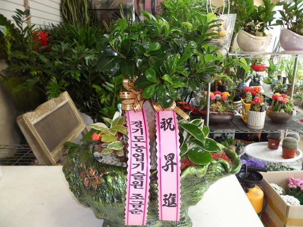 6��6��(������)