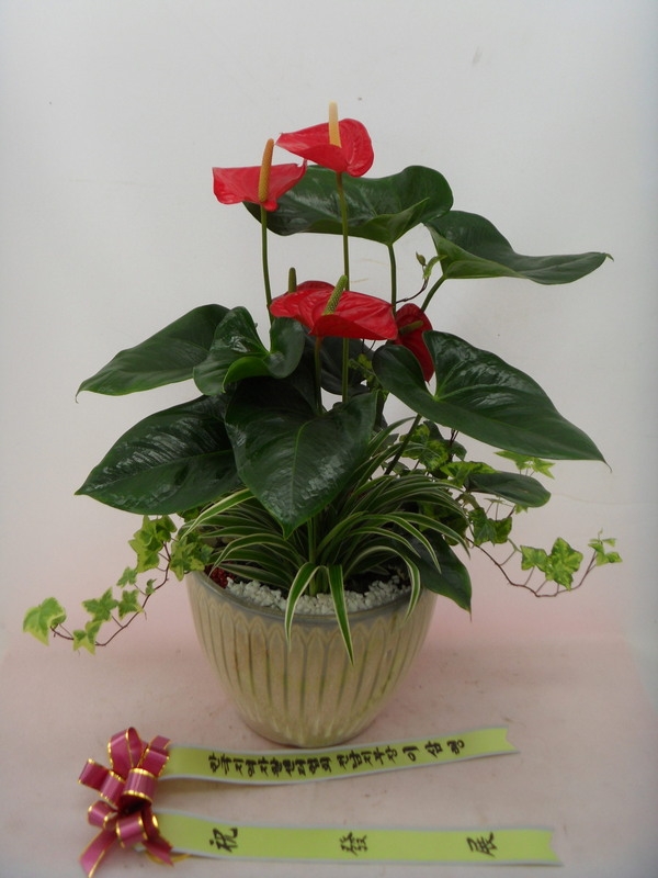 7��17��(������)