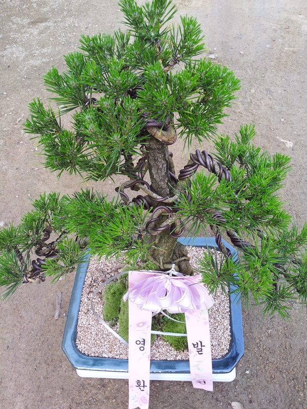 8��12��(��)