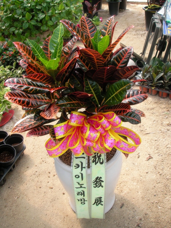 8��29(�ݿ���)