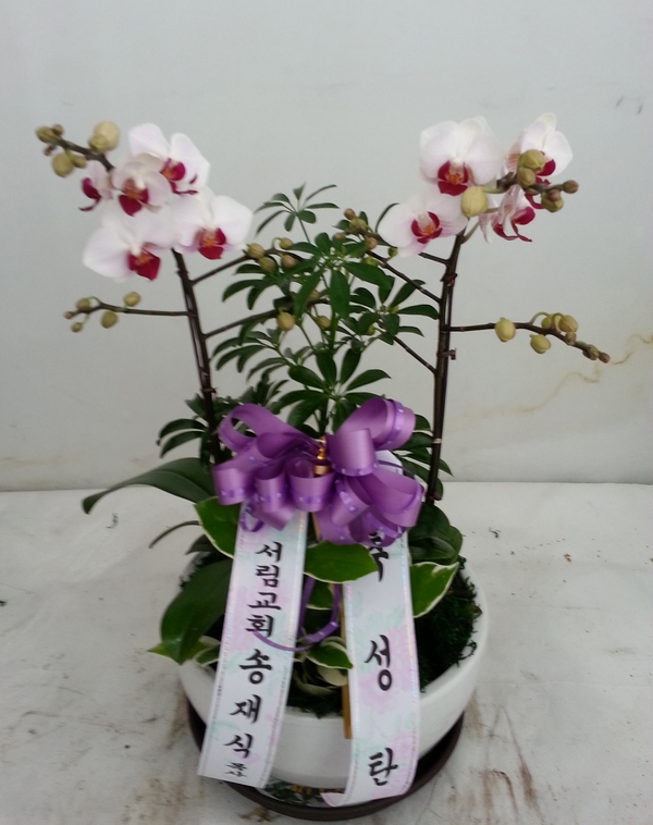 12��17��(ȭ����)