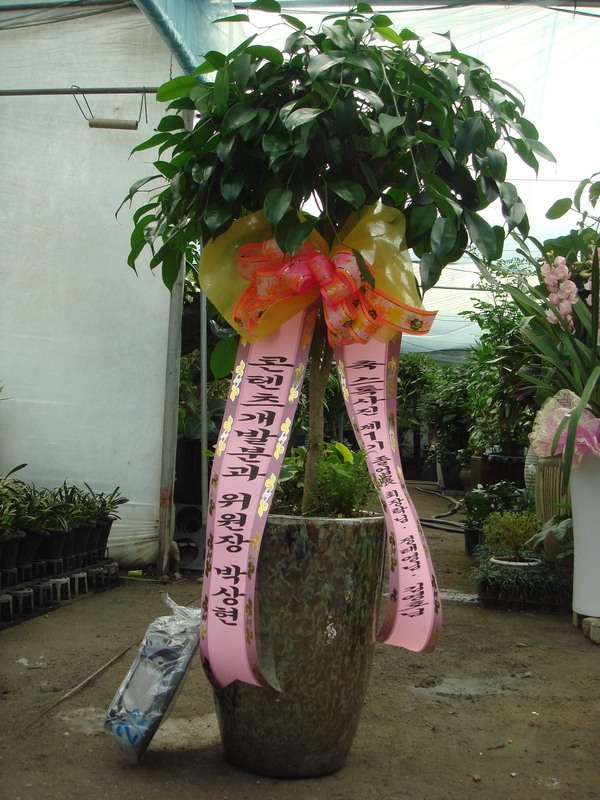 12��17��(ȭ����)