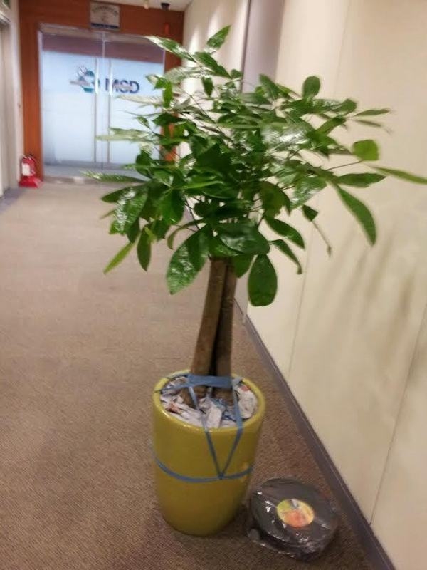 6��1��(�Ͽ���)