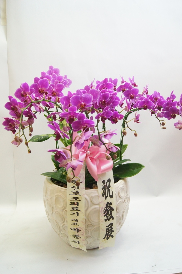 6��1��(�Ͽ���)