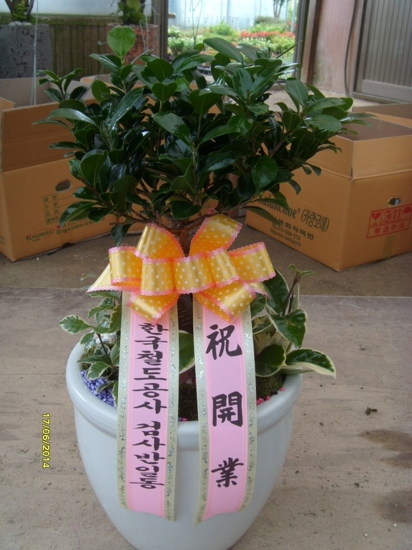 6��17��(ȭ����)