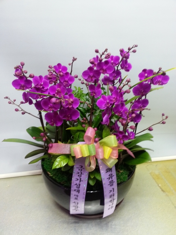 12��12��(�ݿ���)