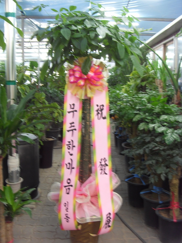 12��12��(�ݿ���)