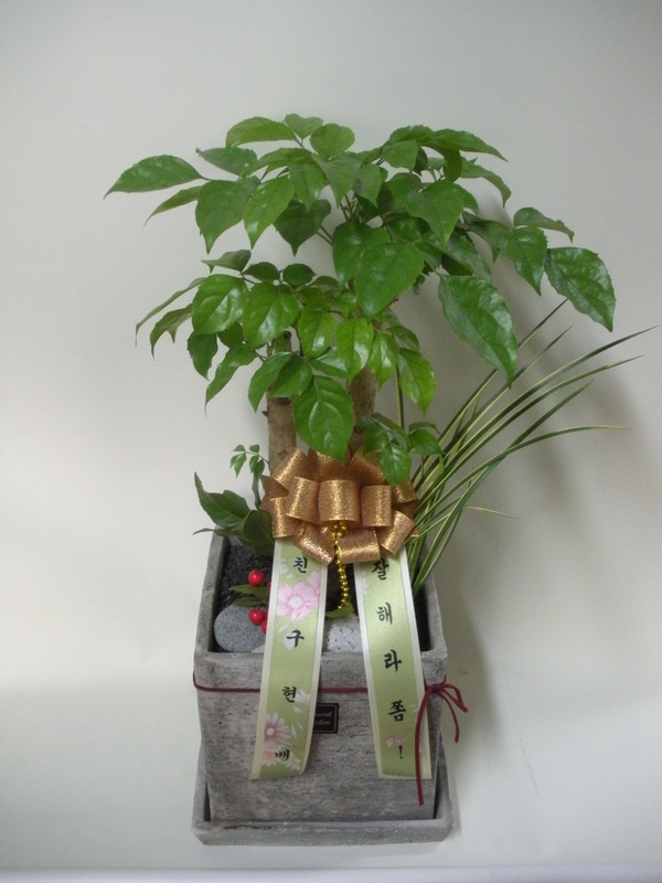 2��11��(������)