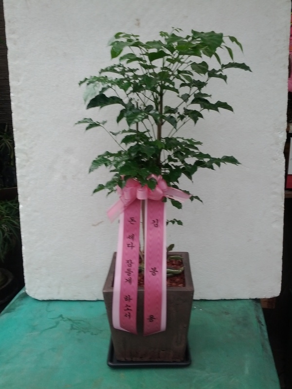 4��8��(�����)