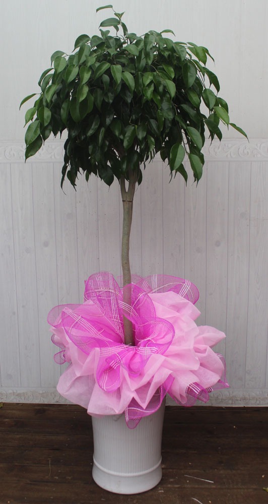 6��10��(������)