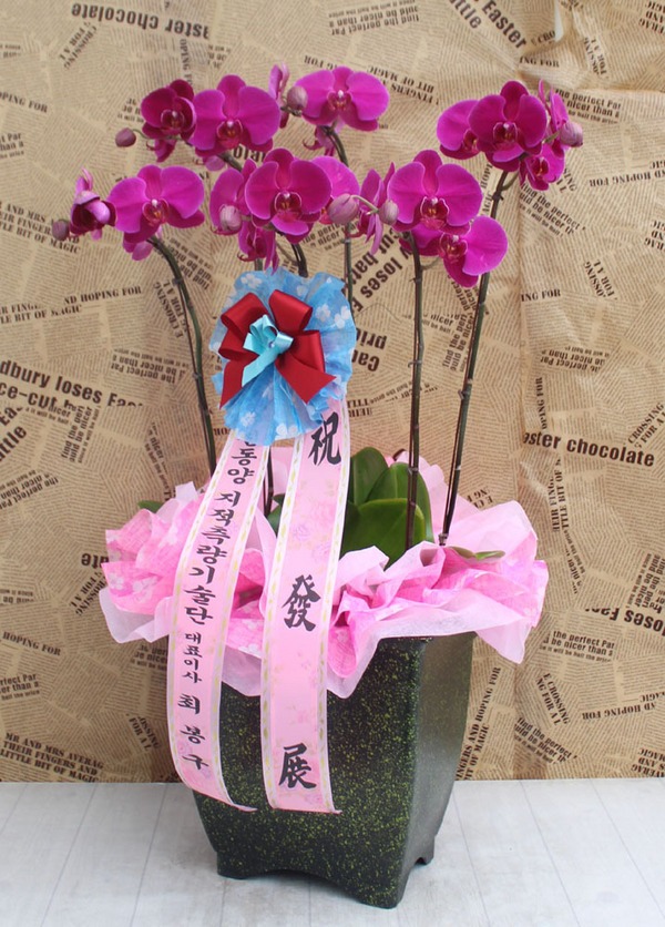 6��12��(�ݿ���)