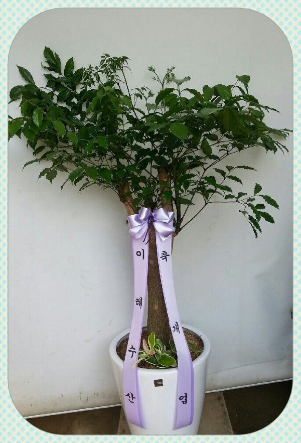 6��12��(�ݿ���)