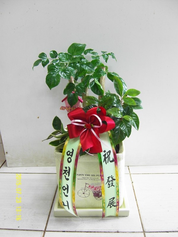 7��23��(�ߺ�)