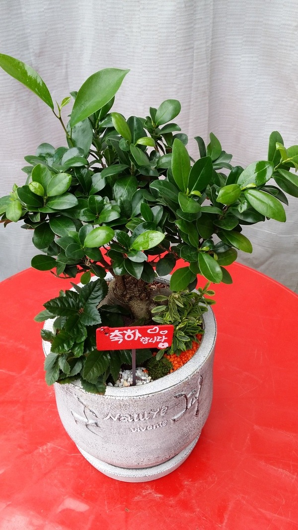 7��31��(�����)