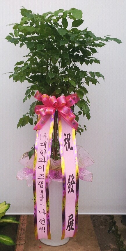 12��4��(�ݿ���)