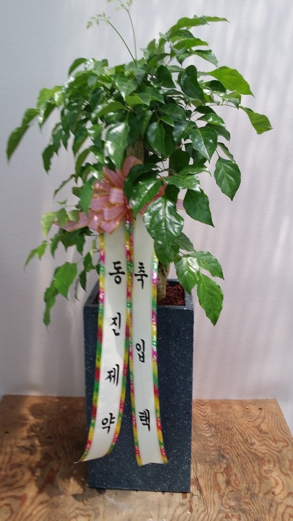 6��17��(�ݿ���)