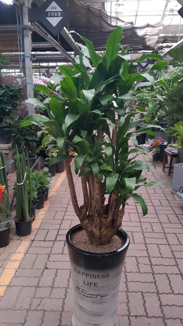 7��4��(������)