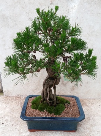 7��4��(������)