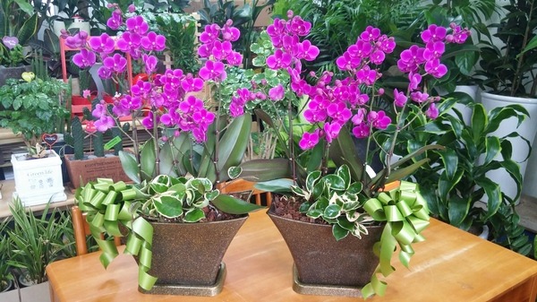 7��4��(������)