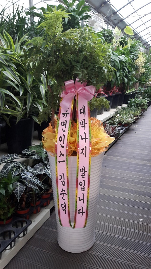 8��17��(������)