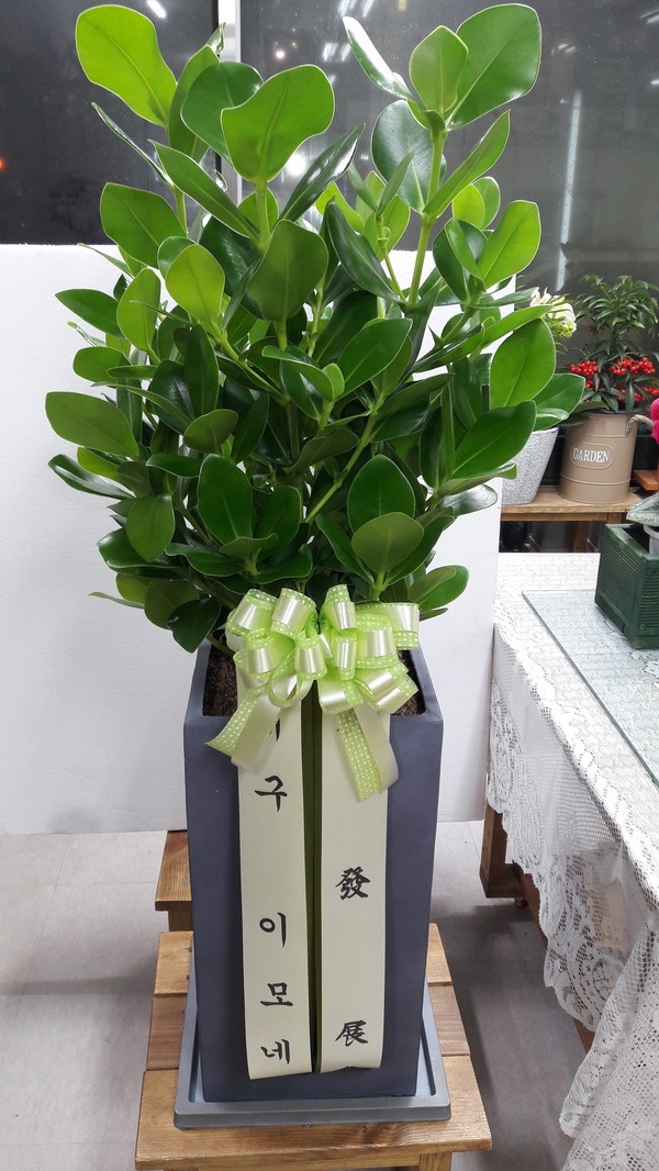 2017��1��10��(ȭ����)