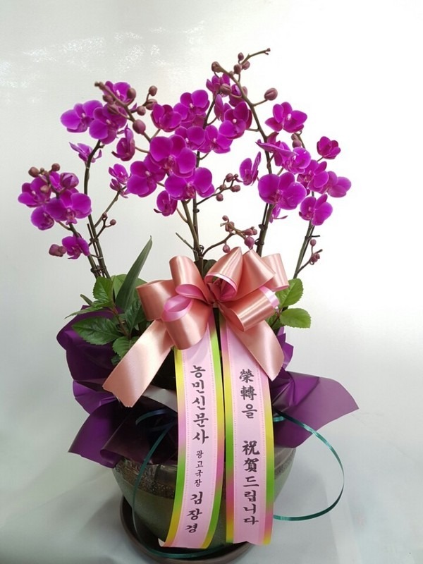 2017��1��10��(ȭ����)