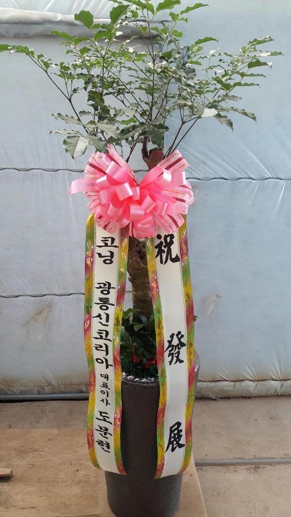 1��17��(ȭ����)