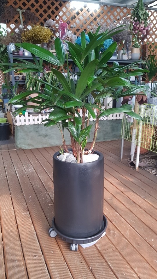 11��9��(�����)