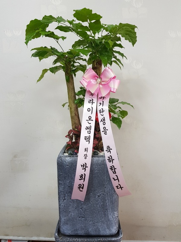 11��9��(�����)