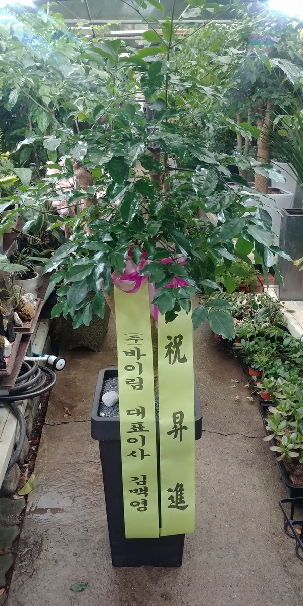 12��31��(�Ͽ���)