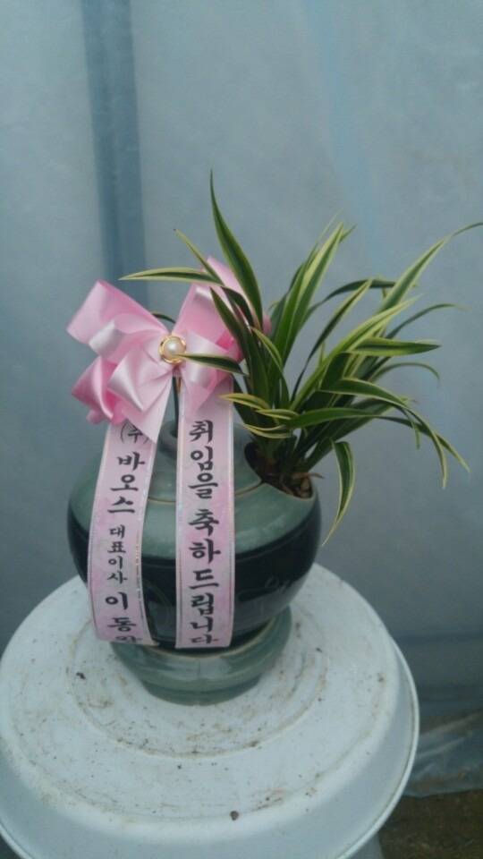 12��31��(�Ͽ���)